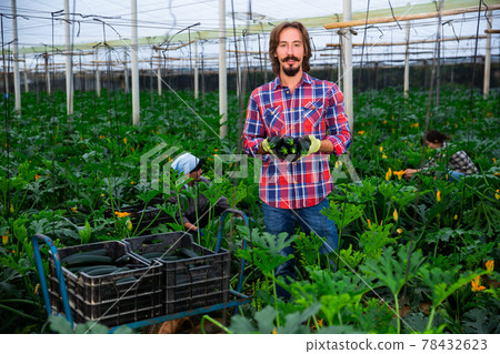 positive adult people collecting marrows in their plantation positive adult people collecting marrows in their plantation 78432623