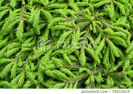 Green Spruce background or texture close up. Young spruce sprouts close up Green Spruce background or texture close up. Young spruce sprouts close up 78432624
