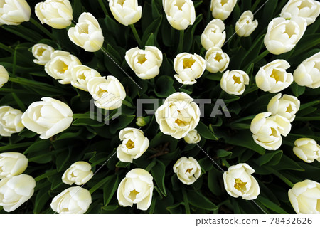 Top view on Beautiful field of white tulips close up. Spring background with tender tulips. White floral background. Top view on Beautiful field of white tulips close up. Spring background with tender tulips. White floral background. 78432626