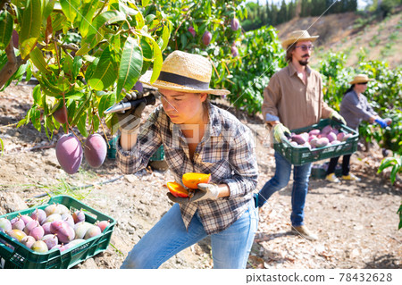 Woman checking the amount of sugar in mango fruit using refractometer Woman checking the amount of sugar in mango fruit using refractometer 78432628