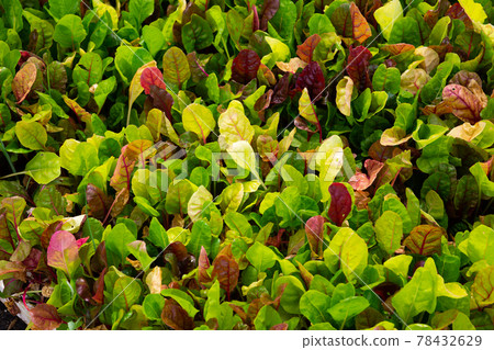 Leaves of growing chard salad in plant nursery 78432629
