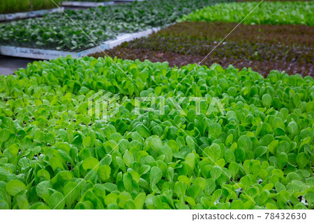 Rows of ripe green spinach plants in greenhouse Rows of ripe green spinach plants in greenhouse 78432630