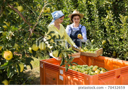 Farmers putting bruised apples in crate Farmers putting bruised apples in crate 78432659