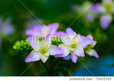 繡球花（繡球花），五月下旬 78432920