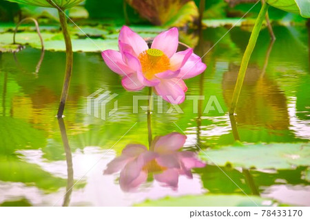 Lotus flower in Teganuma, Abiko City, Chiba Prefecture Lotus flower in Teganuma, Abiko City, Chiba Prefecture 78433170