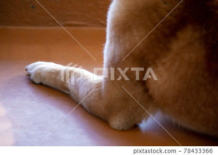 Shiba Inu Paw 78433366