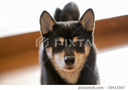 Shiba inu to the camera Shiba inu to the camera 78433367