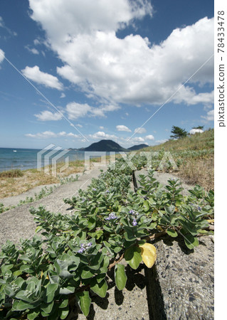 Tottori four seasons walk summer sand dunes Iwato Tottori four seasons walk summer sand dunes Iwato 78433478