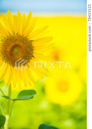 sunflower sunflower 78433525