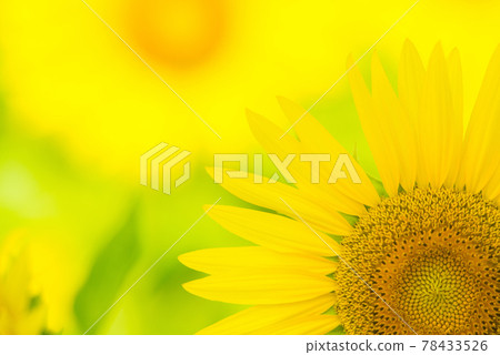 sunflower sunflower 78433526