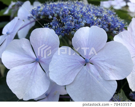 八仙花屬花特寫鏡頭 78433557