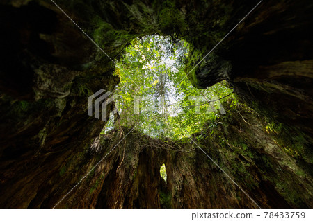 《Yakushima, Kagoshima》 Looking up from inside Wilson's Stump 《Yakushima, Kagoshima》 Looking up from inside Wilson's Stump 78433759