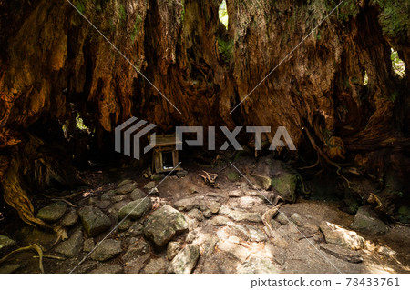 《Yakushima, Kagoshima Prefecture》 Inside Wilson's Stump in Yakushima 《Yakushima, Kagoshima Prefecture》 Inside Wilson's Stump in Yakushima 78433761