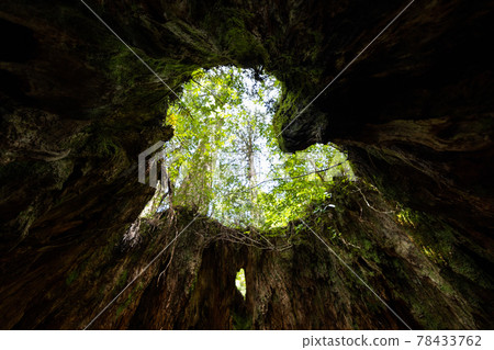 《Yakushima, Kagoshima》 Heart of Wilson's Stump in Yakushima 78433762