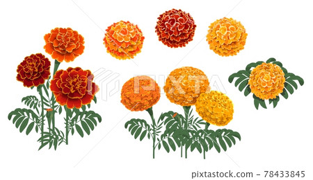 Marigold or tagetes blooming red and orange flower Marigold or tagetes blooming red and orange flower 78433845
