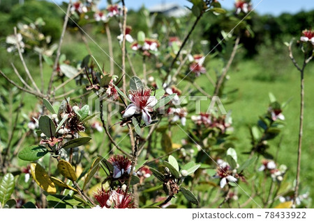 Feijoa的花 Feijoa的花 78433922