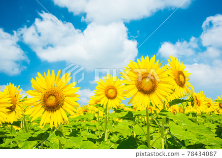 sunflower	 78434087