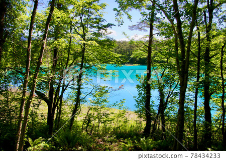 Early summer Goshokunuma / Bentennuma (Fukushima Prefecture / Kitashiobara Village) 78434233