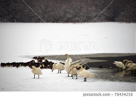 Swan in Oike Swan in Oike 78434258