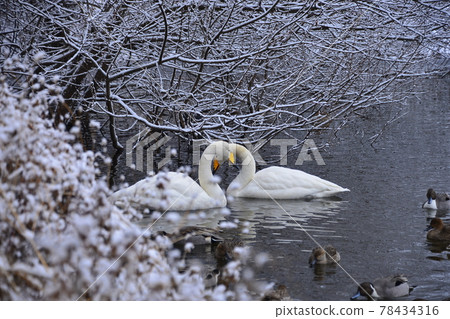 Swan in Oike Swan in Oike 78434316