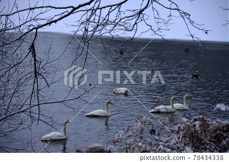 Swan in Oike Swan in Oike 78434338