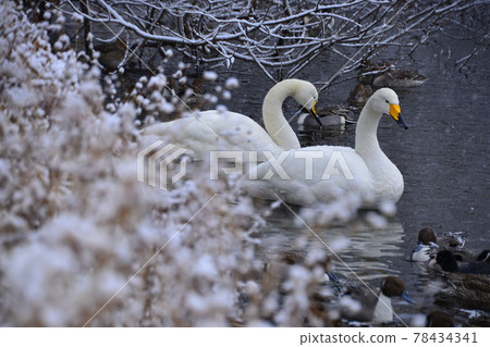 Swan in Oike Swan in Oike 78434341