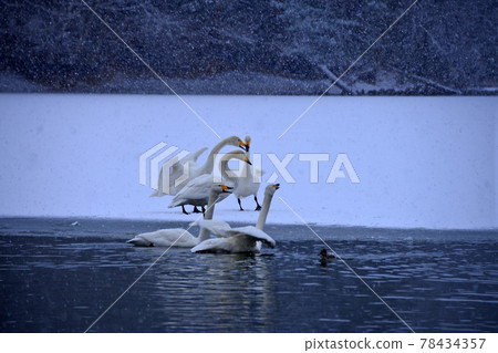 Swan in Oike Swan in Oike 78434357