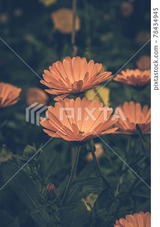 Orange flowers 78434945