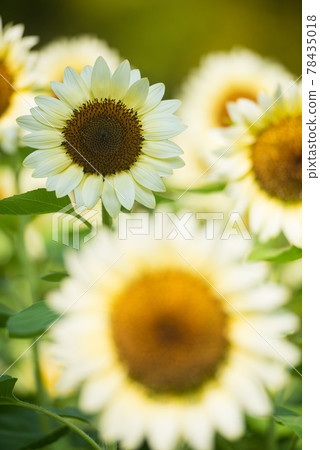 White sunflower White sunflower 78435018