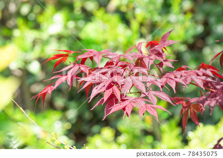 Autumn leaves 78435075