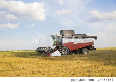 old combine harvester harvests from the field old combine harvester harvests from the field 78435161