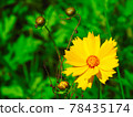 Okin Keike in full bloom 78435174