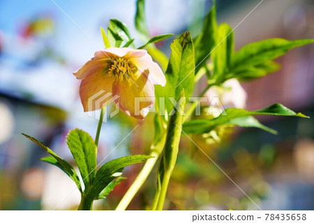 花卉植物聖誕玫瑰 花卉植物聖誕玫瑰 78435658