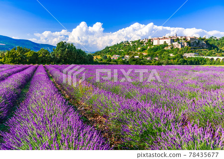 Sault, France - Provence lavender field scenic french village. 78435677