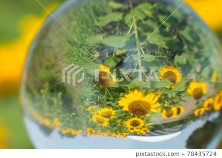 sunflower sunflower 78435724