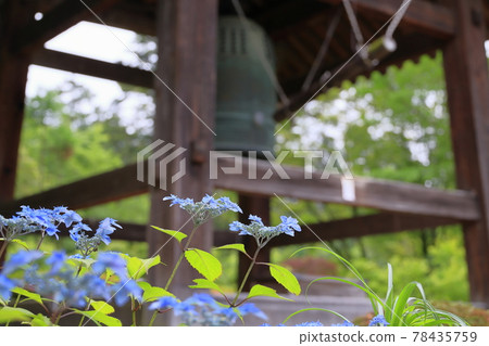 Hydrangea in full bloom Mimuroto Temple Hydrangea in full bloom Mimuroto Temple 78435759