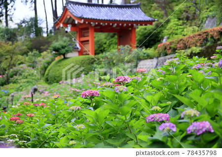 Hydrangea in full bloom Mimuroto Temple Hydrangea in full bloom Mimuroto Temple 78435798
