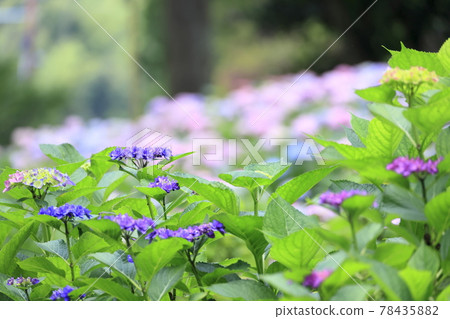 Hydrangea in full bloom Mimuroto Temple 78435882