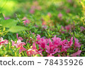 Azalea pink and leaf green 78435926