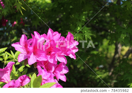 淡粉色杜鵑花 淡粉色杜鵑花 78435982