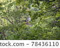 Clear stream flowing through the fresh green 78436110