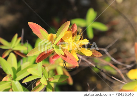 美柳（金絲桃）花紅葉 78436140
