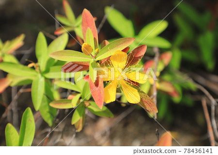 美柳（金絲桃）花紅葉 78436141