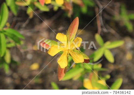 美柳(金絲桃)花紅葉 美柳(金絲桃)花紅葉 78436142