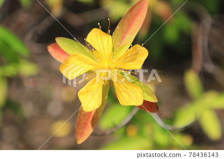 美柳（金絲桃）花紅葉 78436143