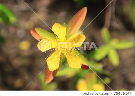 美柳(金絲桃)花紅葉 美柳(金絲桃)花紅葉 78436144