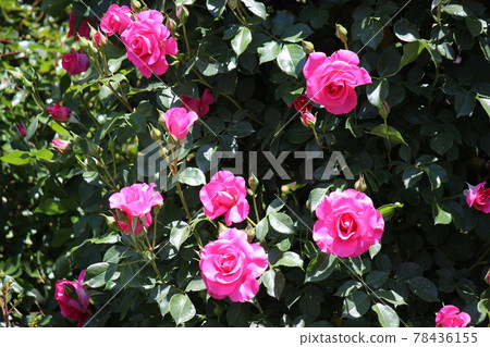 Pink moist blooming rose Pink moist blooming rose 78436155
