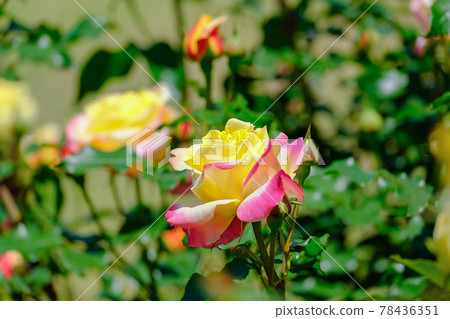 熱帶冰糕 熱帶冰糕 78436351