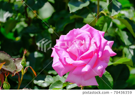 Princess Margaret 78436359