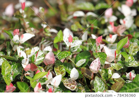 Hatsuyuki Kazura (Hatsuyukikuzu) 粉紅色的嫩葉 78436360